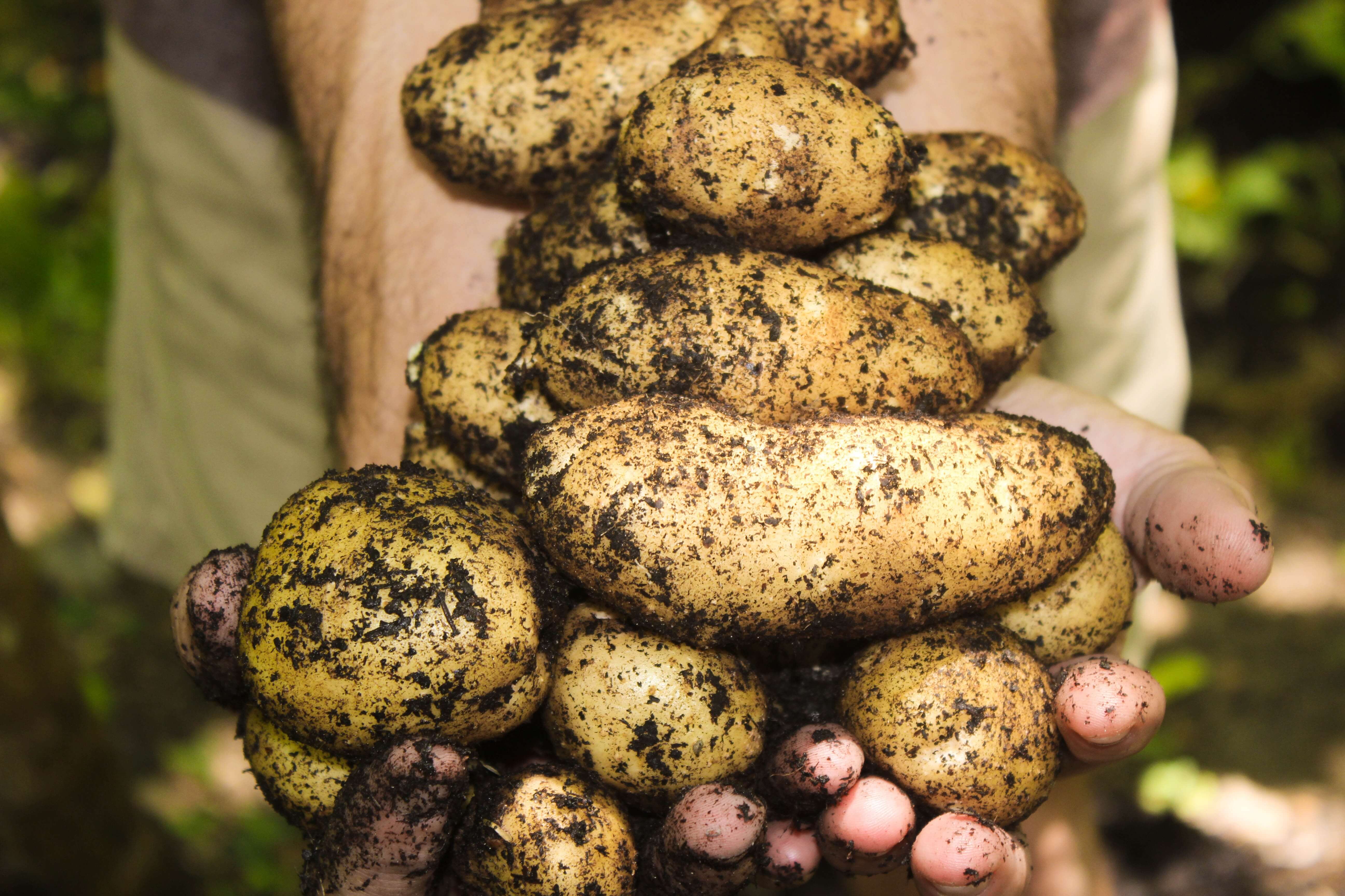 Hände halten Kartoffel mit Erde