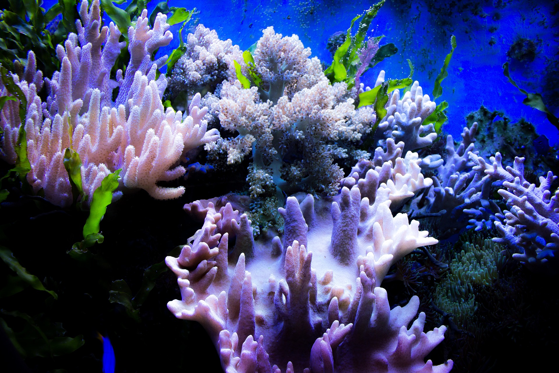 Bunte Korallen unter Wasser