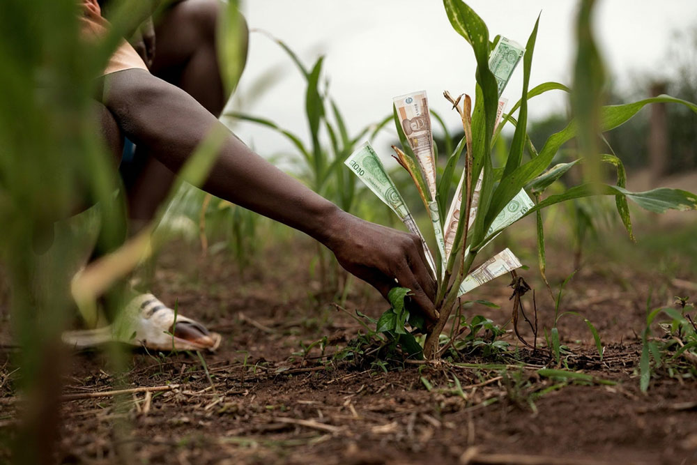 Eine Person kniet auf einem Acker und greift an eine junge Maispflanze. Zwischen den grünen Blättern stecken mehrere Geldscheine, sodass es wirkt, als würde das Geld an der Pflanze wachsen. Die Umgebung zeigt einen bäuerlichen Kontext mit Erde, Unkraut und weiteren Pflanzen im Hintergrund.