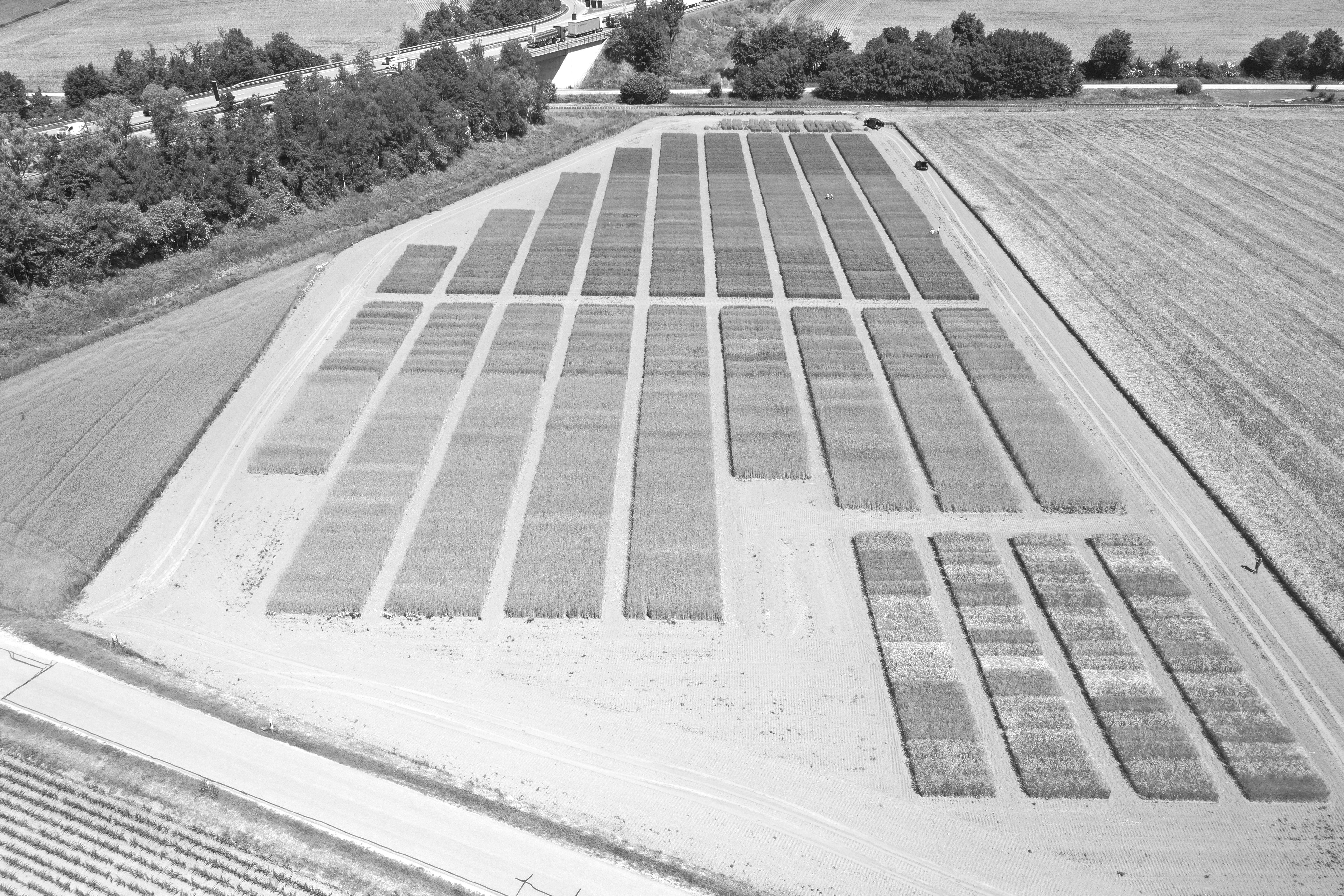Drohnenaufnahme Versuchsfläche Lucia Holmer