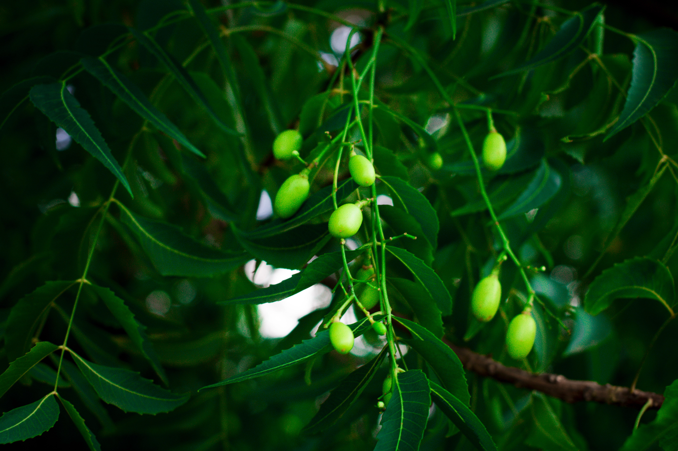  Dunkelgrüne Neemblätter umrahmen Gruppen von hellgrünen, unreifen Neemfrüchten, die an einem Zweig hängen.