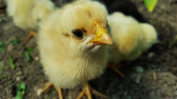 chicken